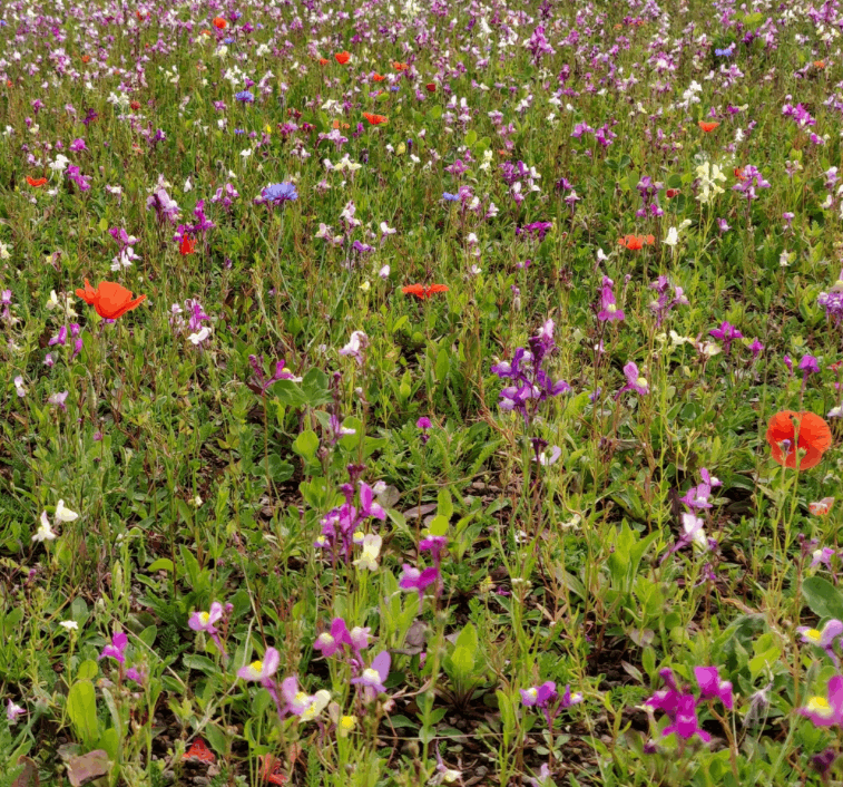 Wild Flower Turf - Birds & Bees Floral Focus