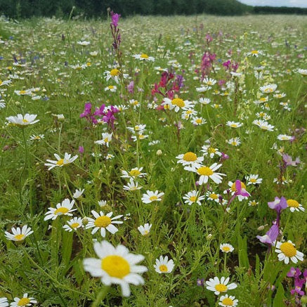 Wild Flower Turf - Birds & Bees Mix Fresh Turf & Meadowmat Blackman Rowe