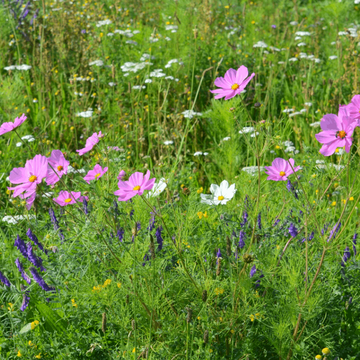 Wild Flower Turf - Cottage Garden Mix Fresh Turf & Meadowmat Blackman Rowe