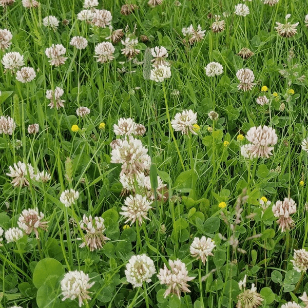 Wild Flower Turf - Species Rich