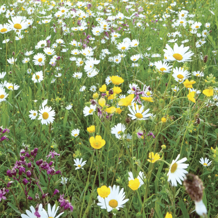 Wild Flower Turf - Traditional Meadow Mix